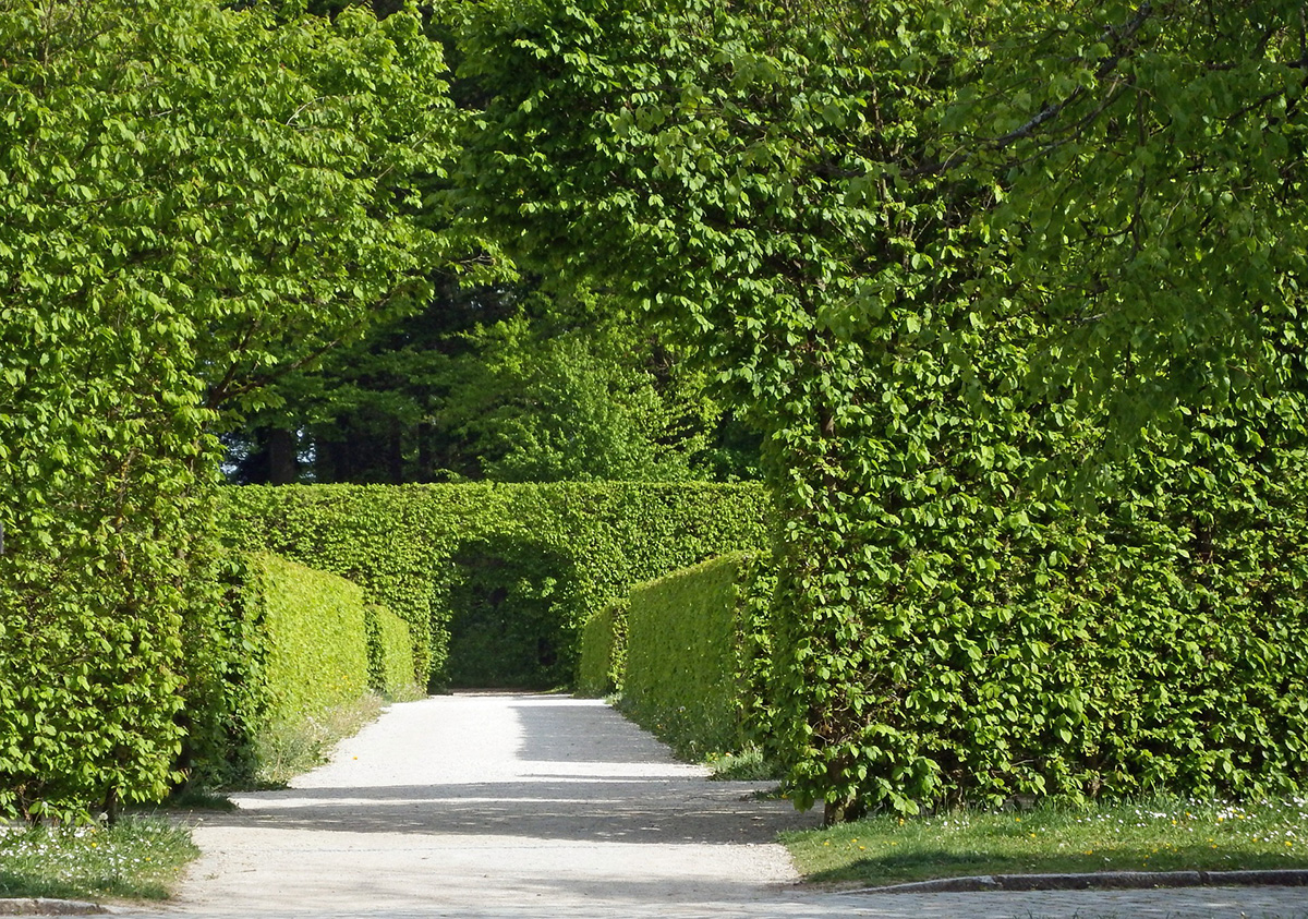 Hecke – welche Pflanzen eignen sich für den grünen Zaun?