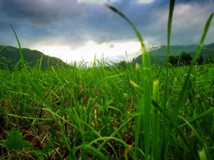 Rasen - ein pflegebedürftiger Gartenteppich