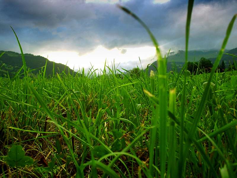 Rasen – ein pflegebedürftiger Gartenteppich