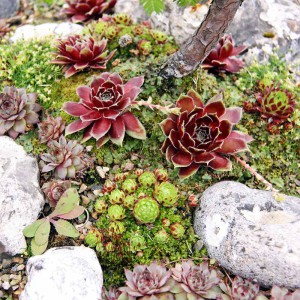 Ein Stück Berglandschaft im Garten hervorzaubern