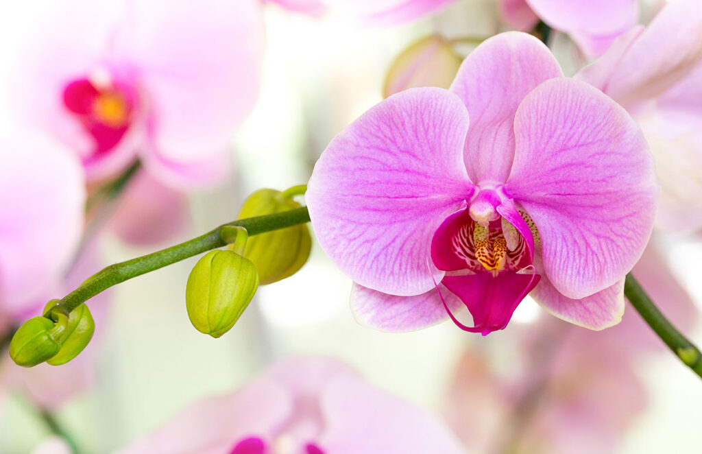 Welche Orchideengattungen unterscheidet man?