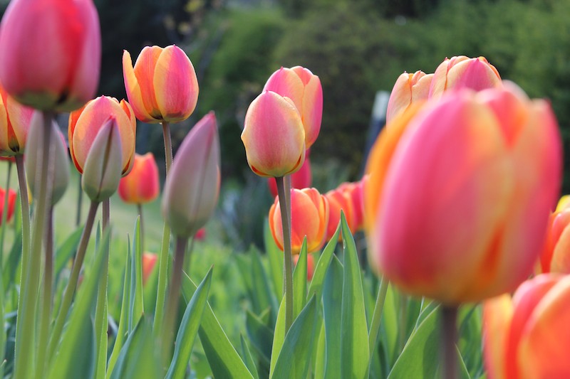 Tulpen – populäre und vielfältige Gartenpflanzen