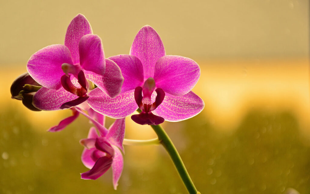 Wie pflegt man die Orchideen im Garten?